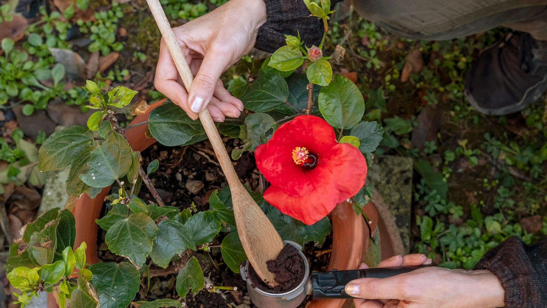 4 Leftover Ingredients That Will Make A Perfect Fertilizer For Your Hibiscus