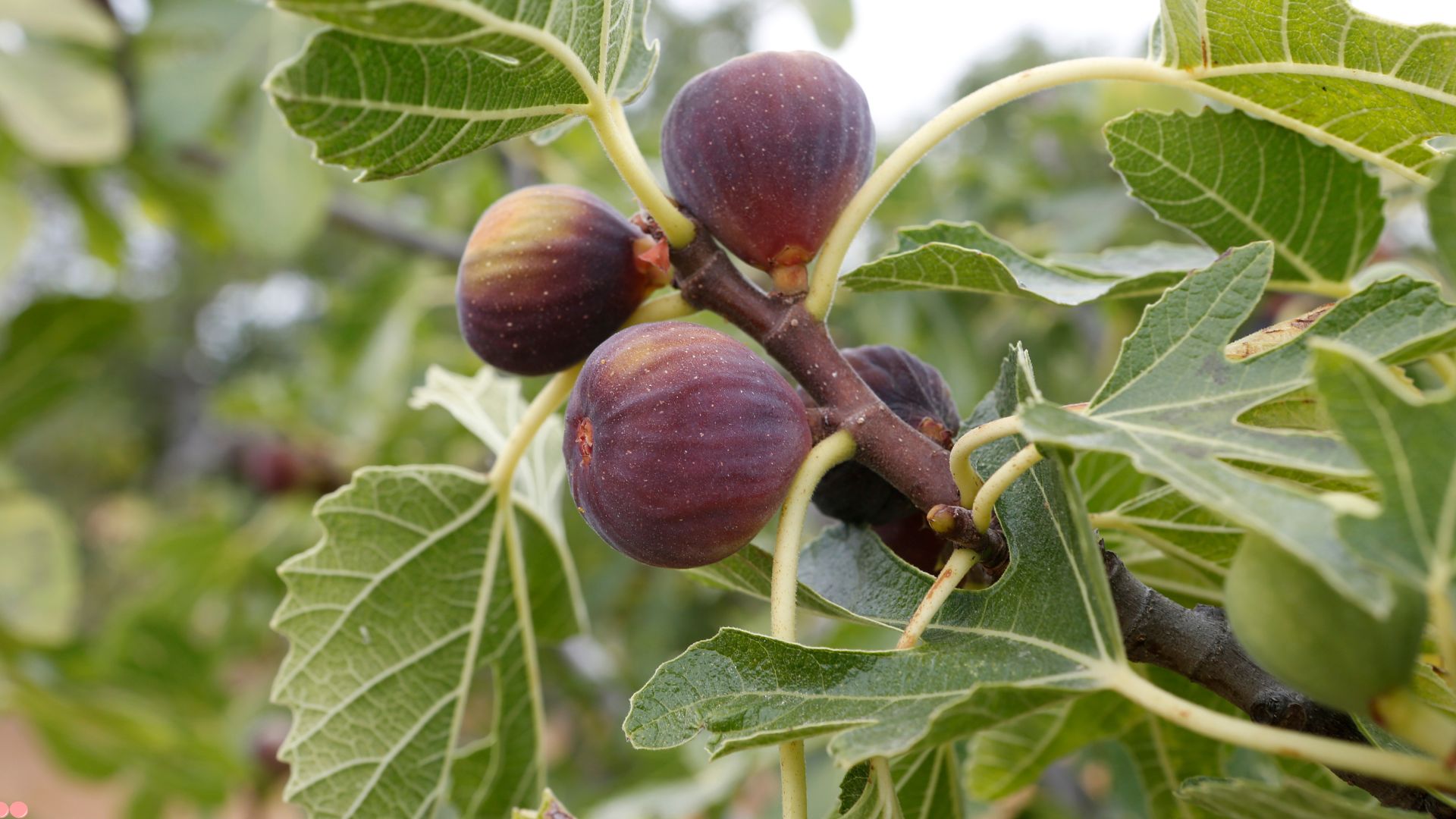 4 Simple Steps To Get Your Fig Tree To Fruit Like Never Before