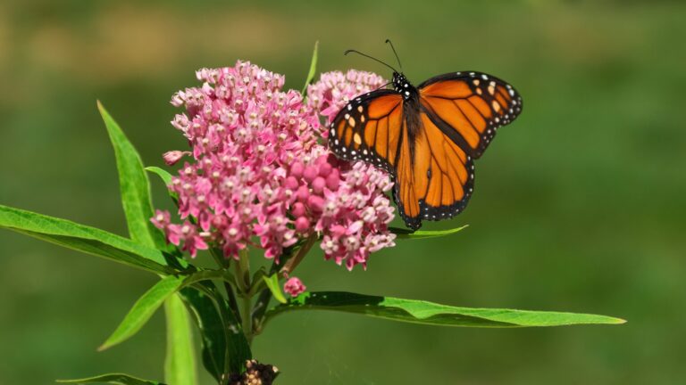 milkweed