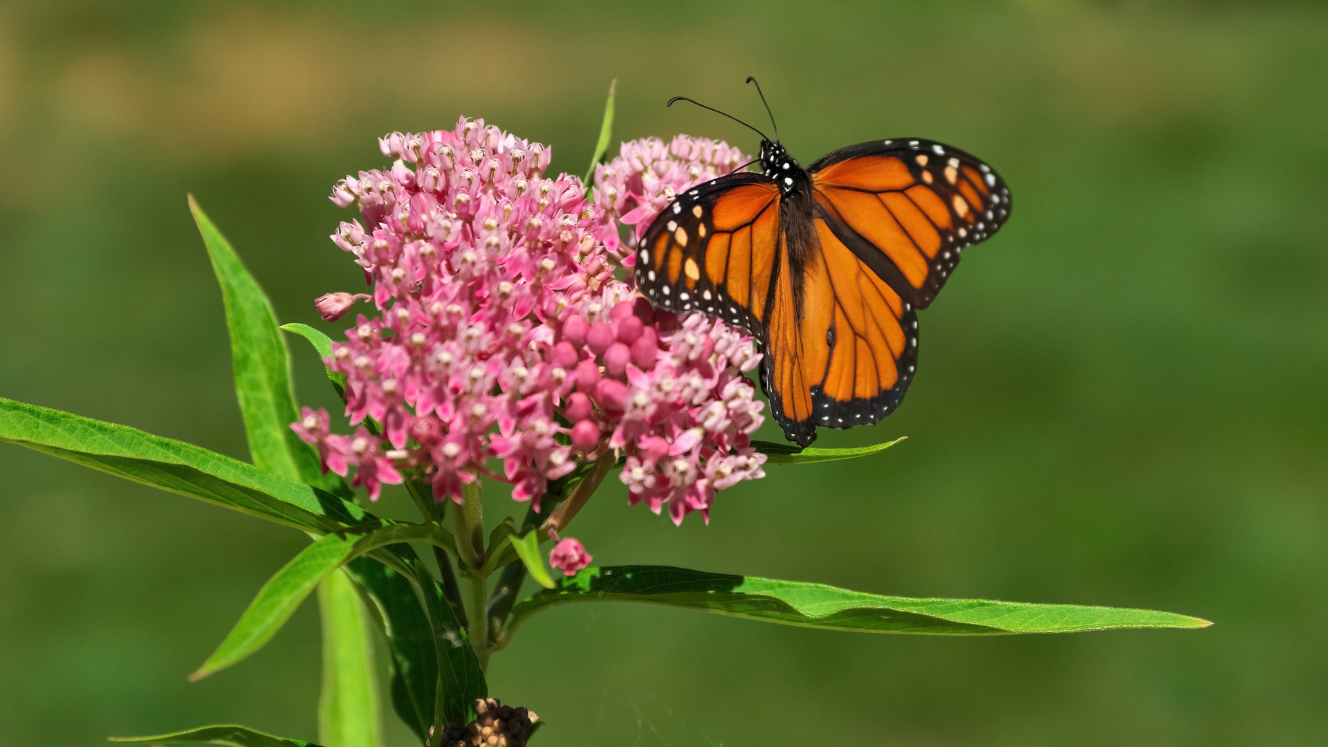 6 Milkweed Problems You Didn’t Know Were Keeping Butterflies Away