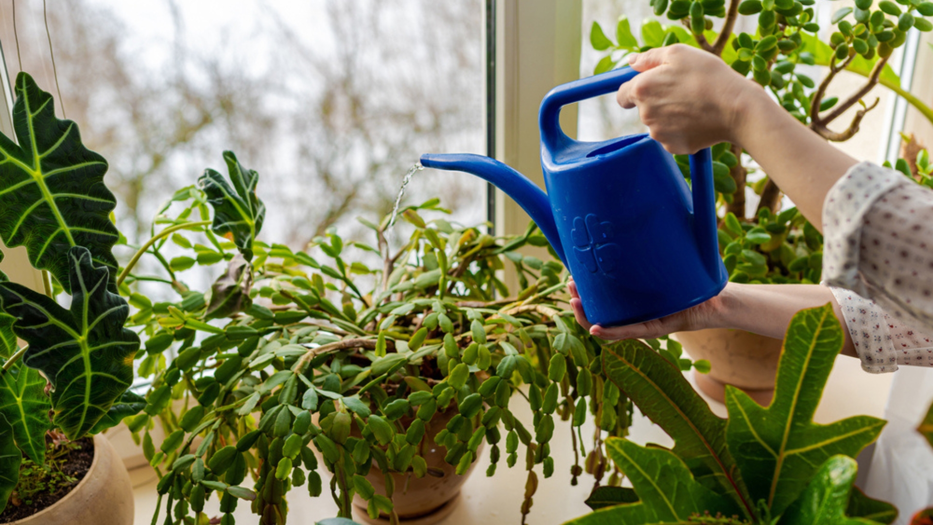 6 Proven Steps To Save Your Overwatered Christmas Cactus