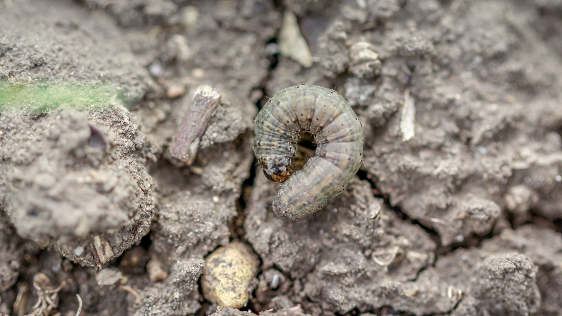 garden pests