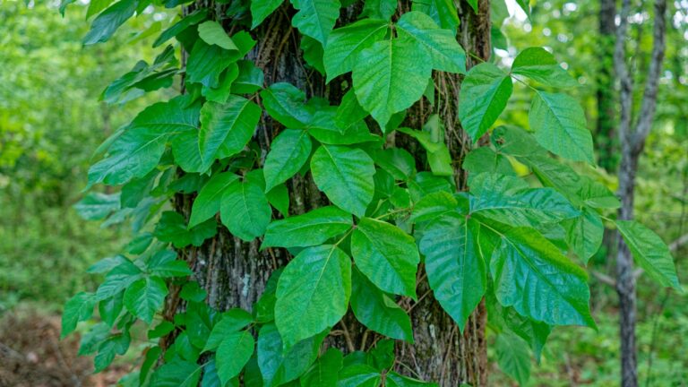 get rid of poison ivy