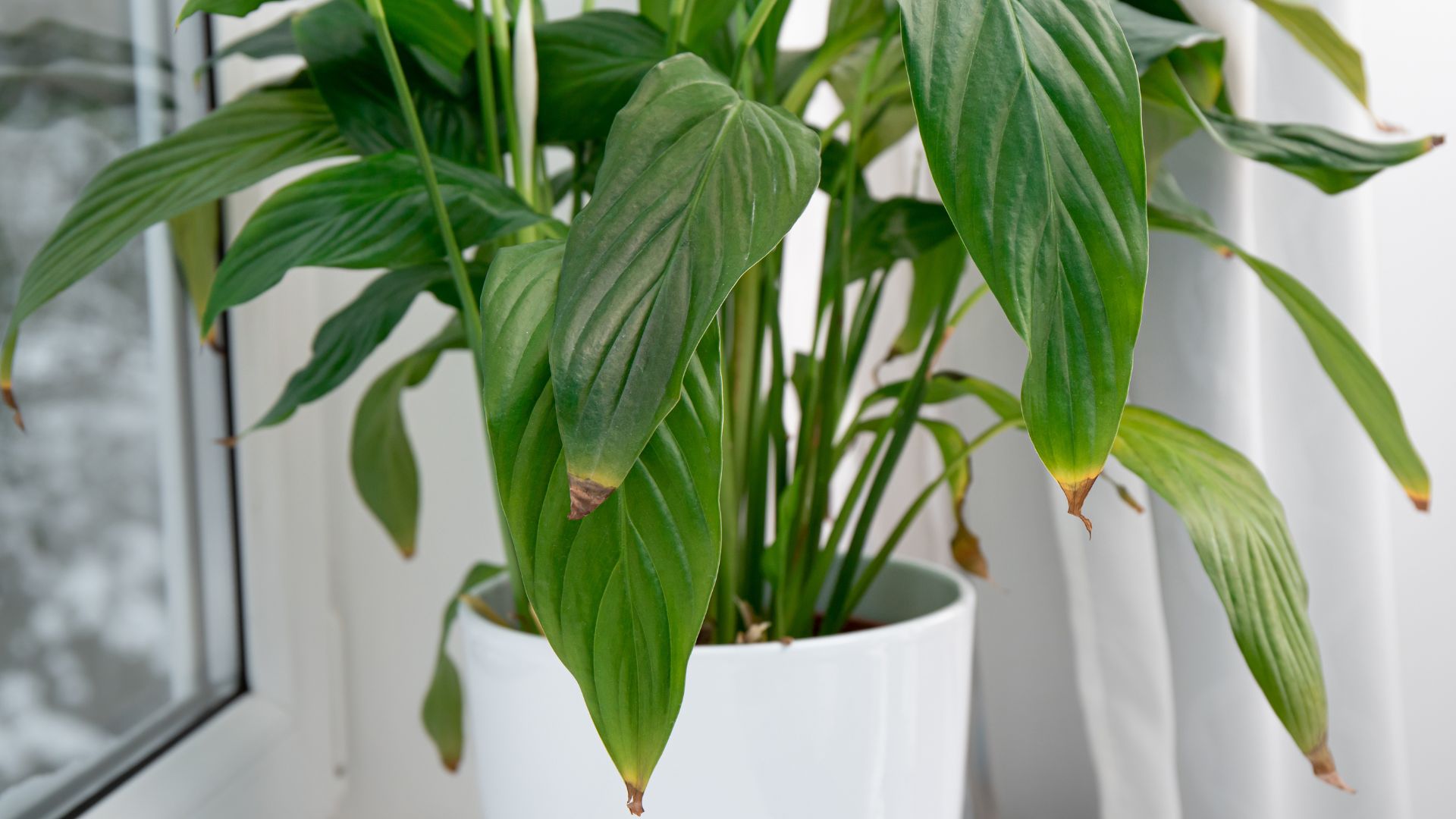 brown tips on plants