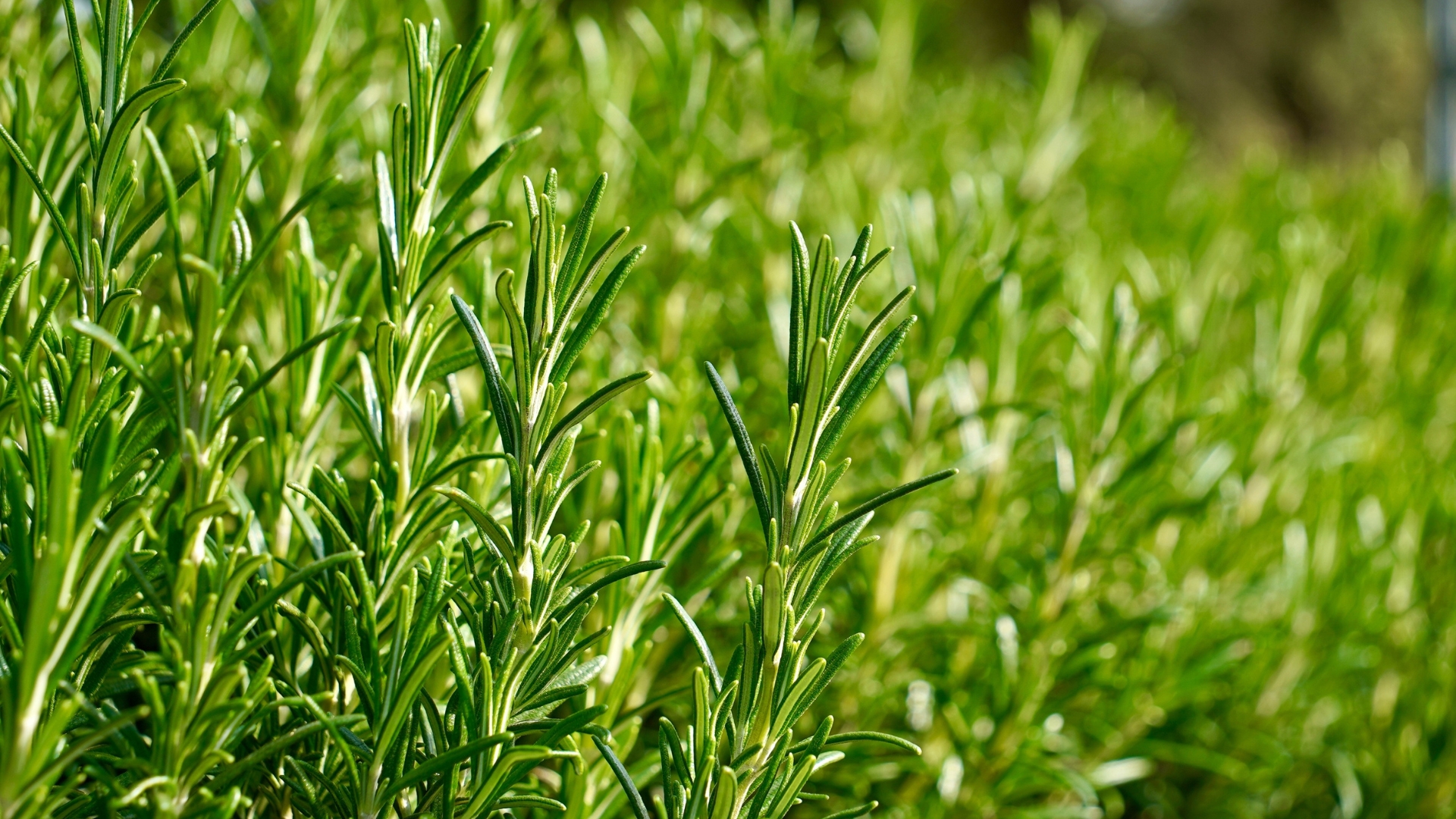 7 Vegetables And Herbs You Should Keep Away From Your Rosemary