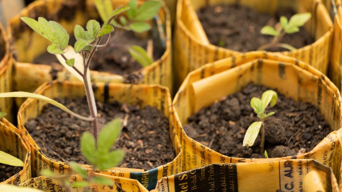 7 Ways To Reuse Old Newspaper And Transform Your Garden