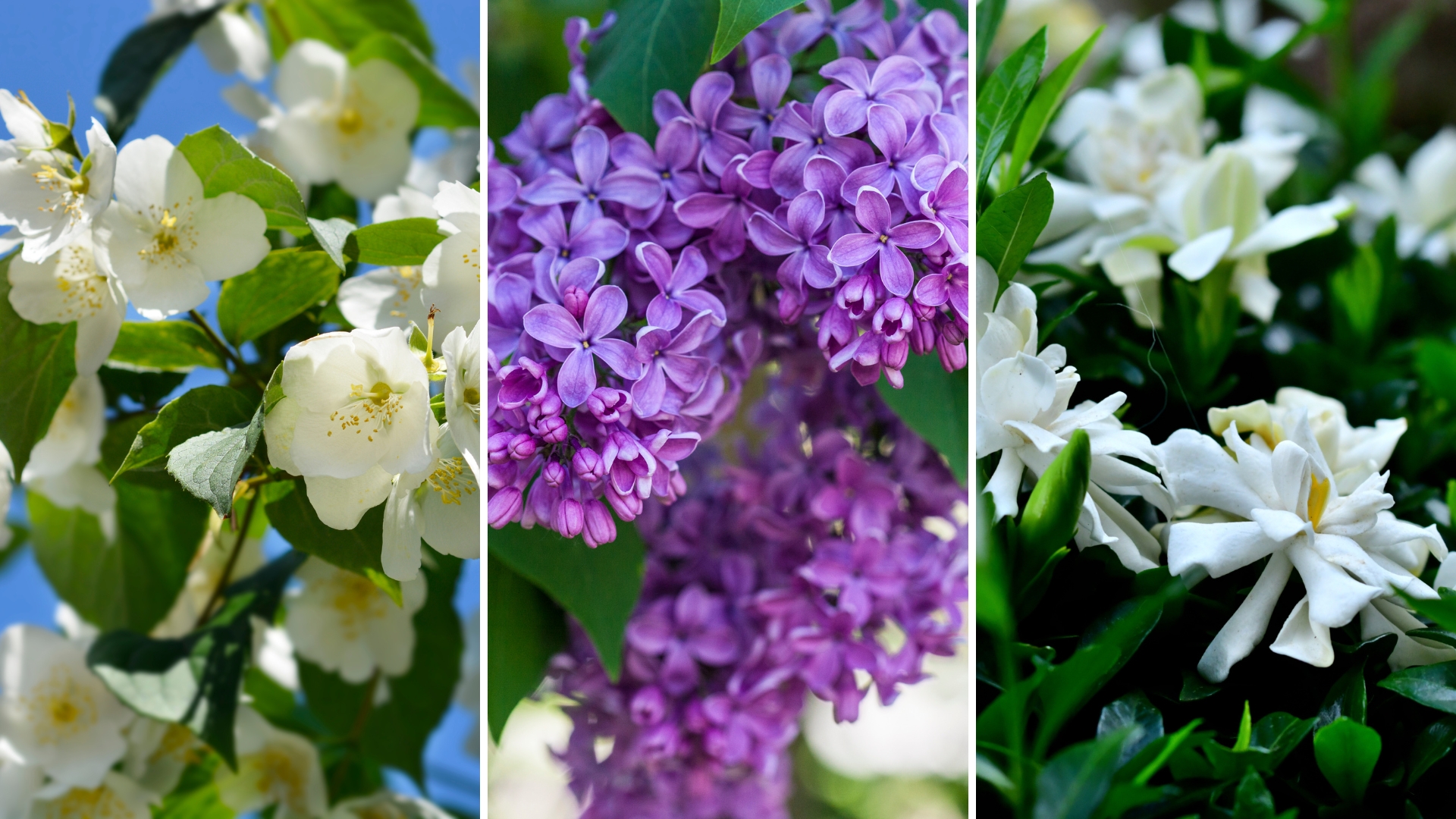 hedge plants