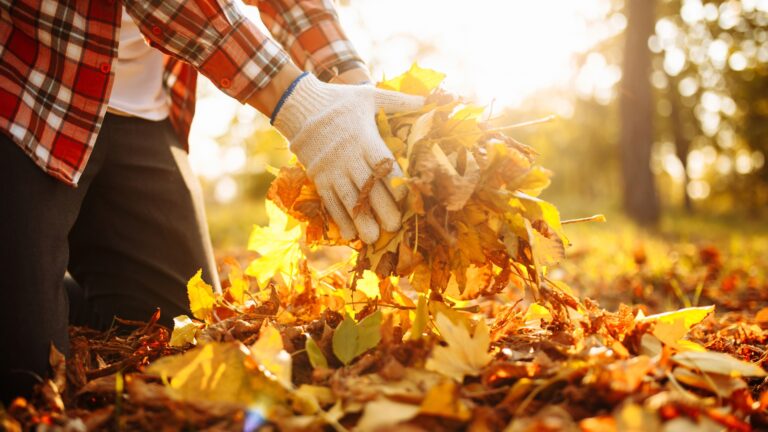 gardener holding leaves
