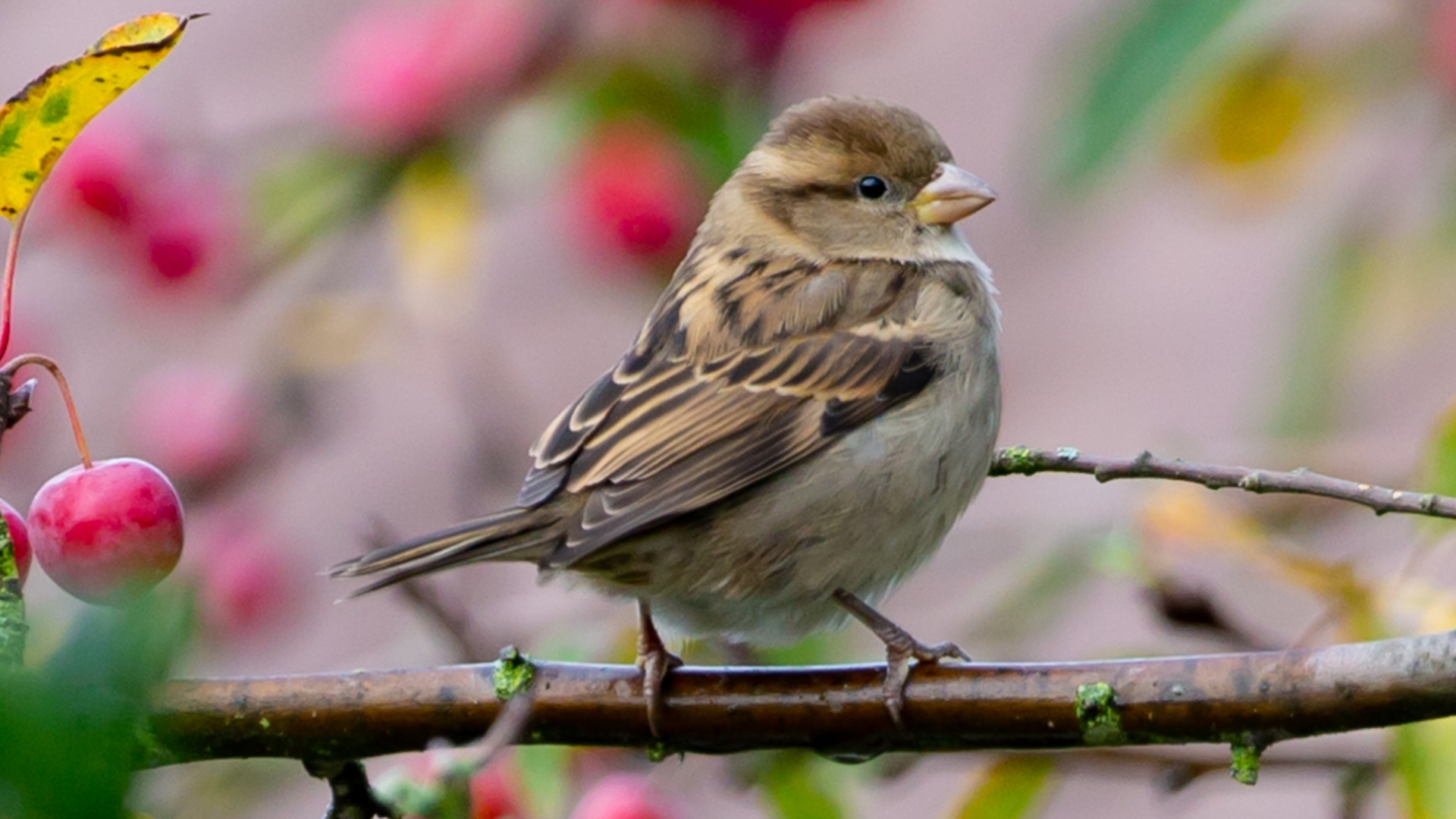 8 Must-Have Colors For A Bird-Friendly Garden