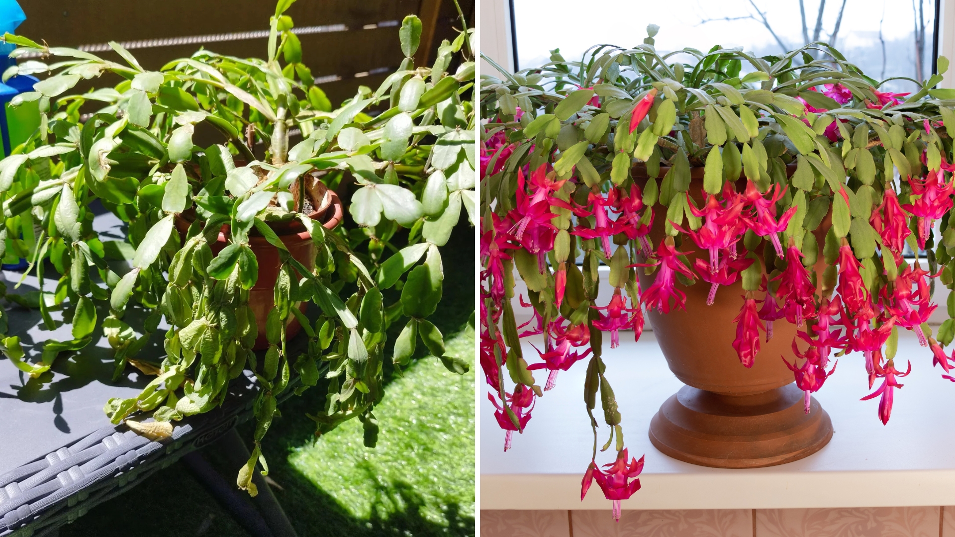 10 Steps For Bringing Your Christmas Cactus Back To Life In No Time