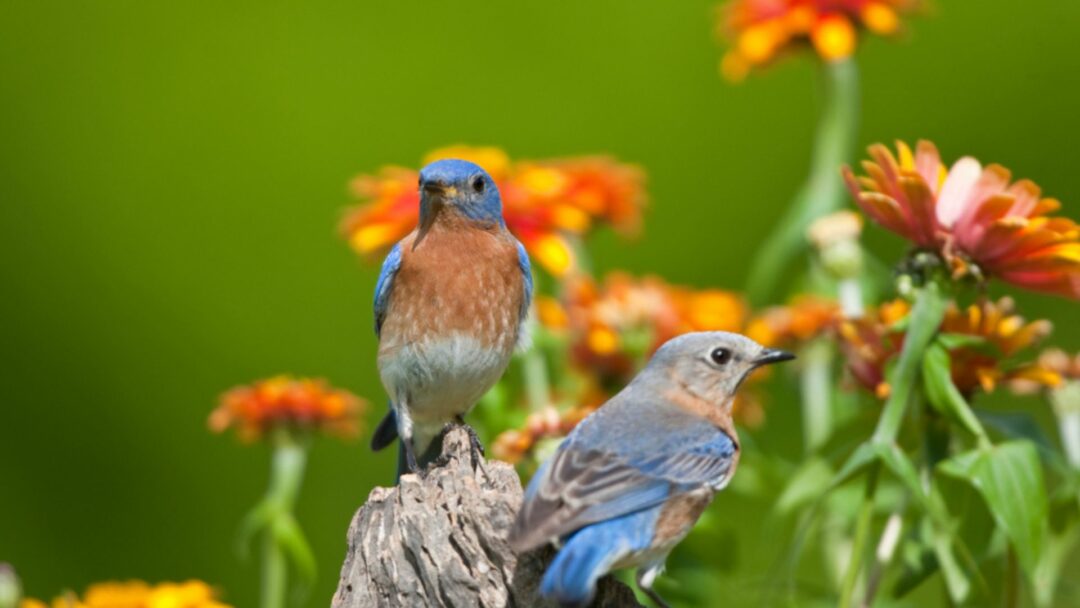 10 Stunning Plants That Will Attract Bluebirds To Your Garden In No Time