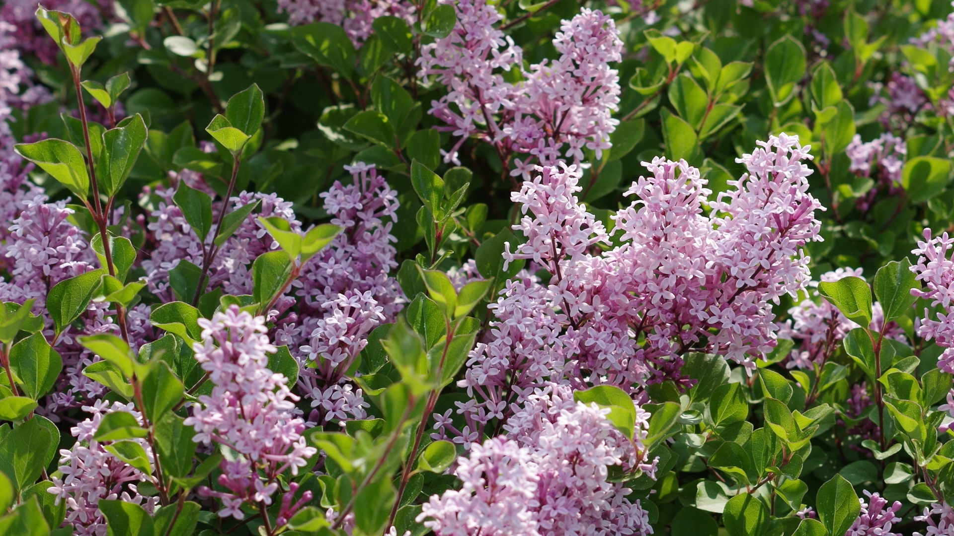 dwarf flowering trees