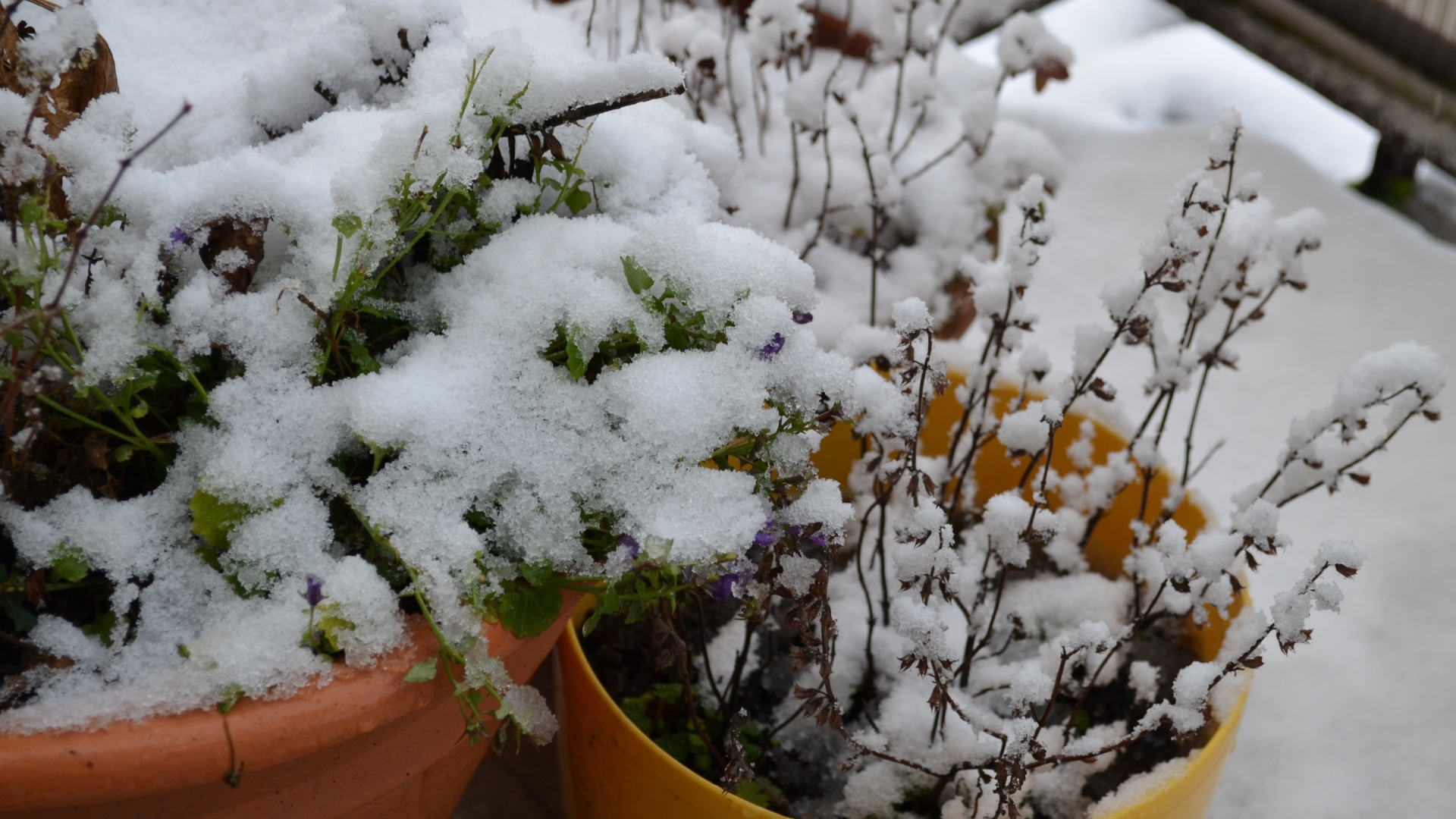 plants under the snow