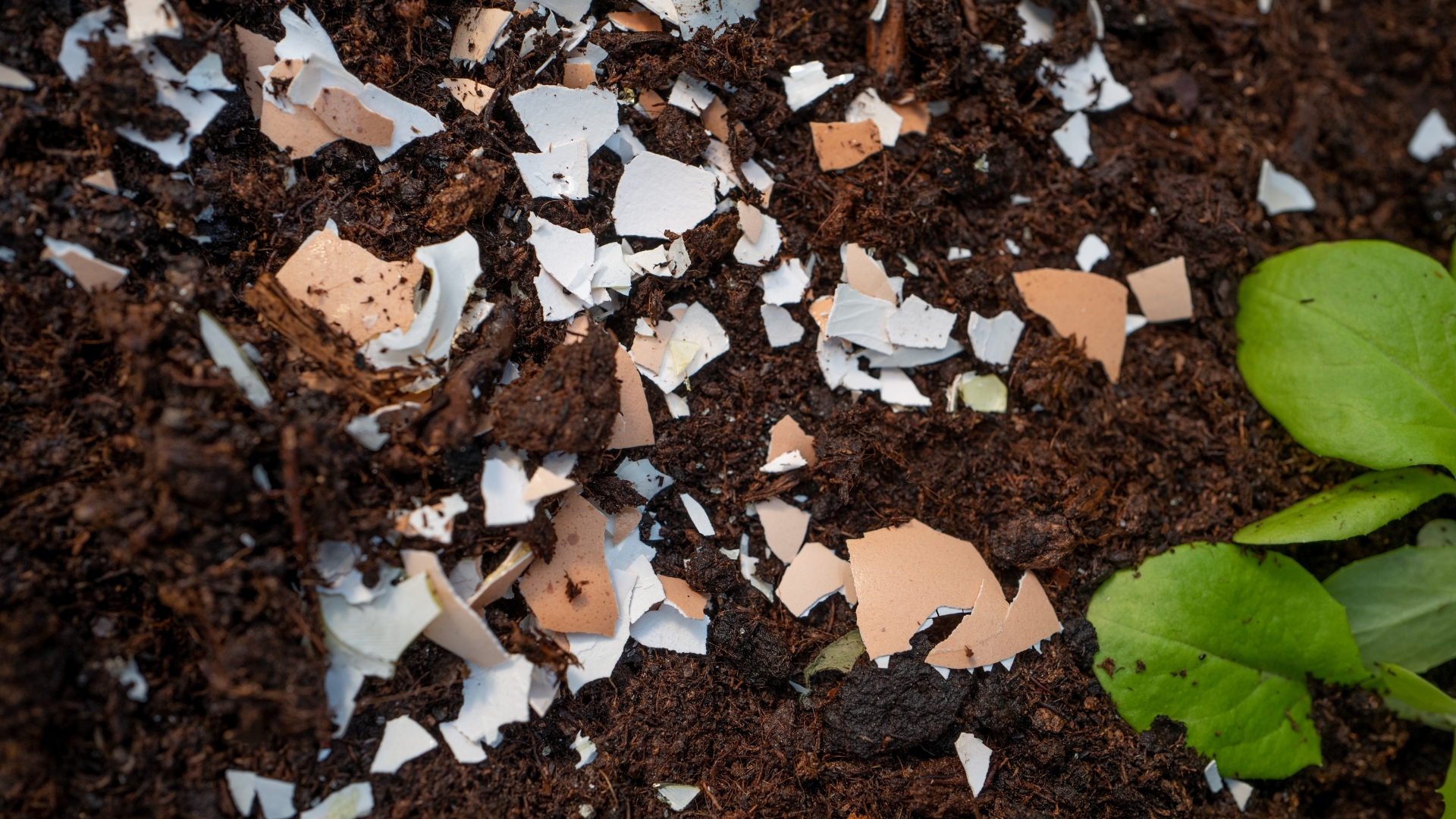 eggshells in soil