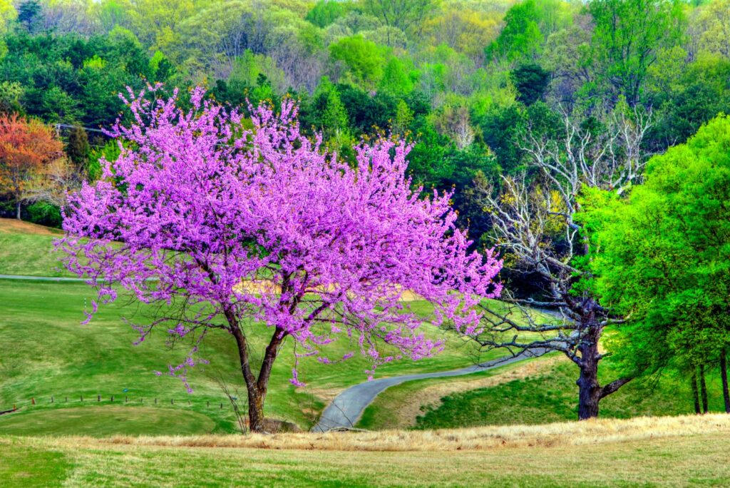 A Beautiful Redbud Tree