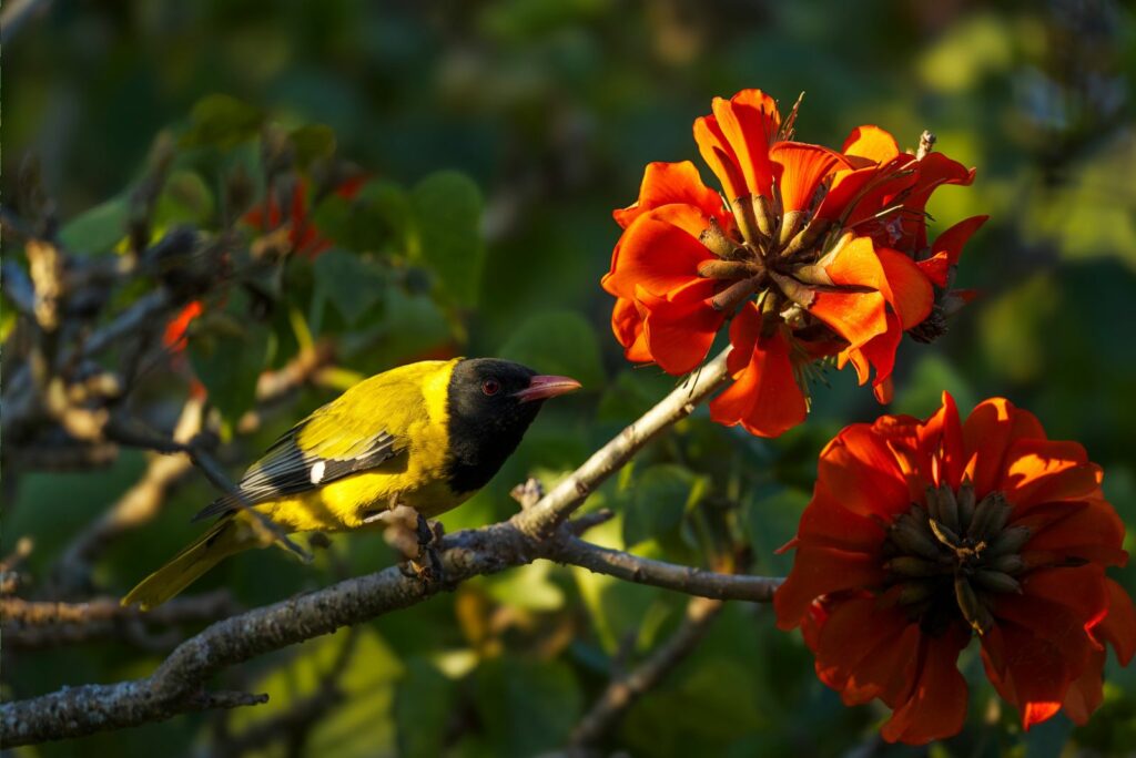 A black-headed oriole feeding on nectar from a a coast coral tree 