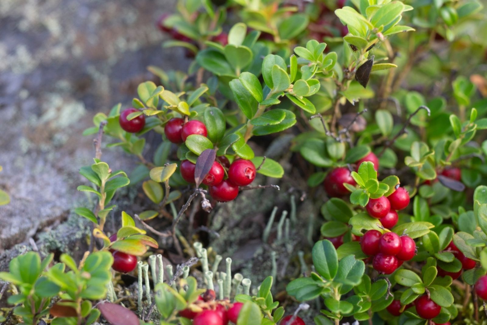 A bush of ripe lingonberries