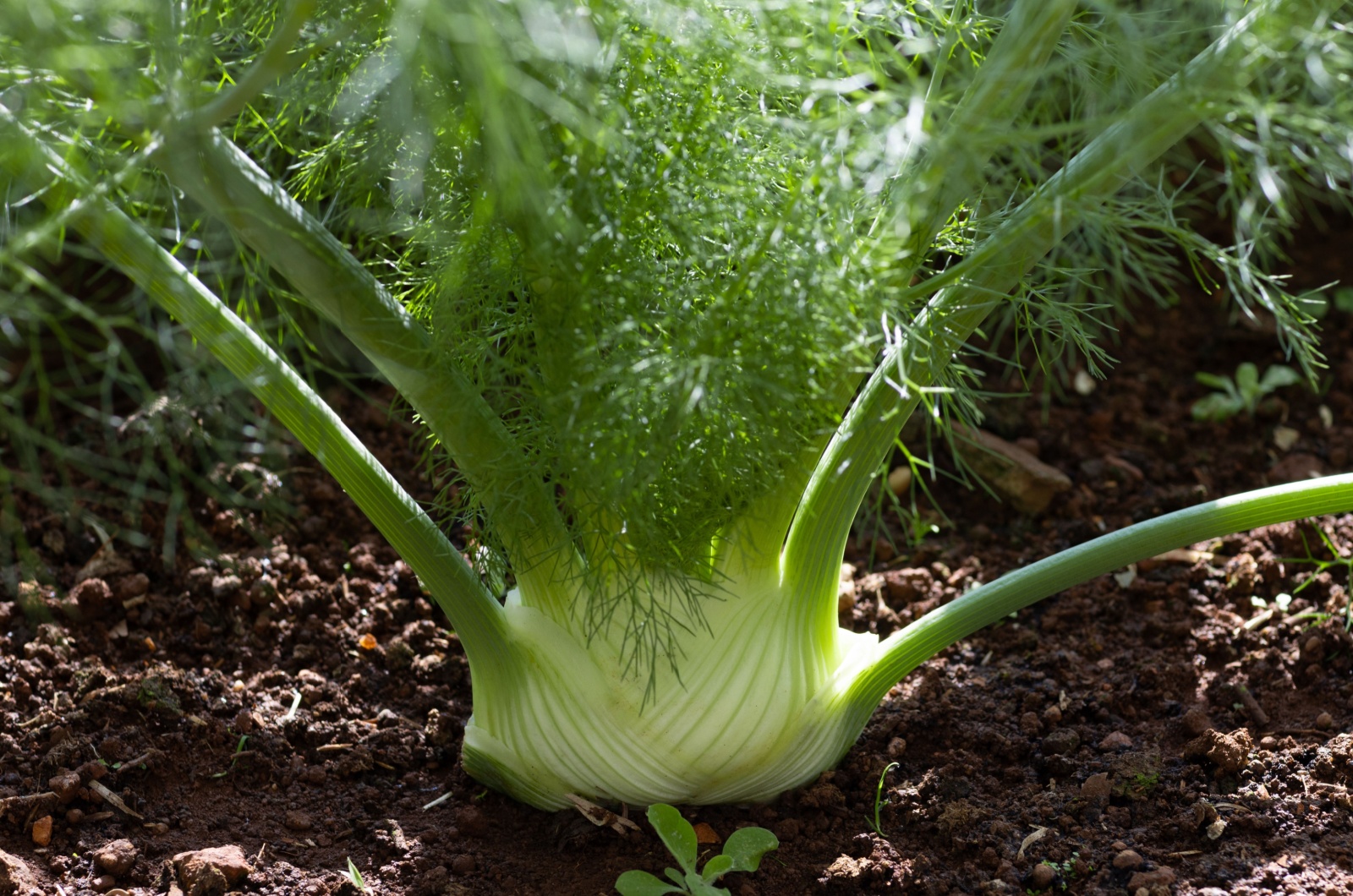 A fennel bulb