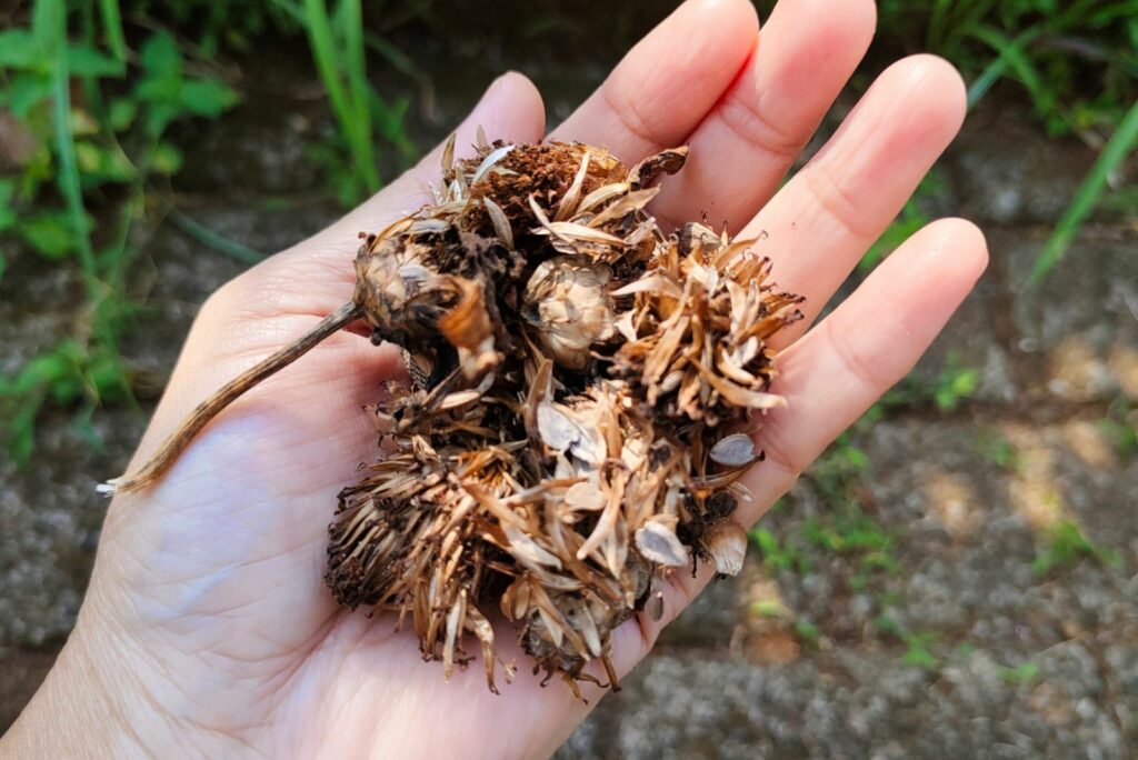 A hand holding bunch of dried Zinnia seeds