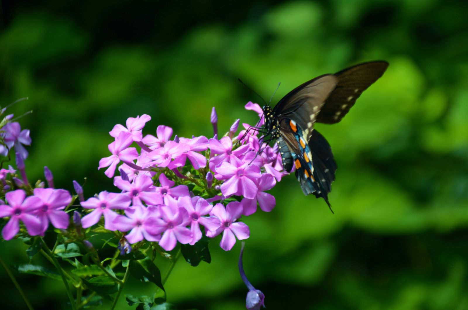 a pipevine swallowtail