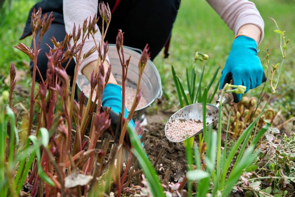 A woman fertilizes peonies