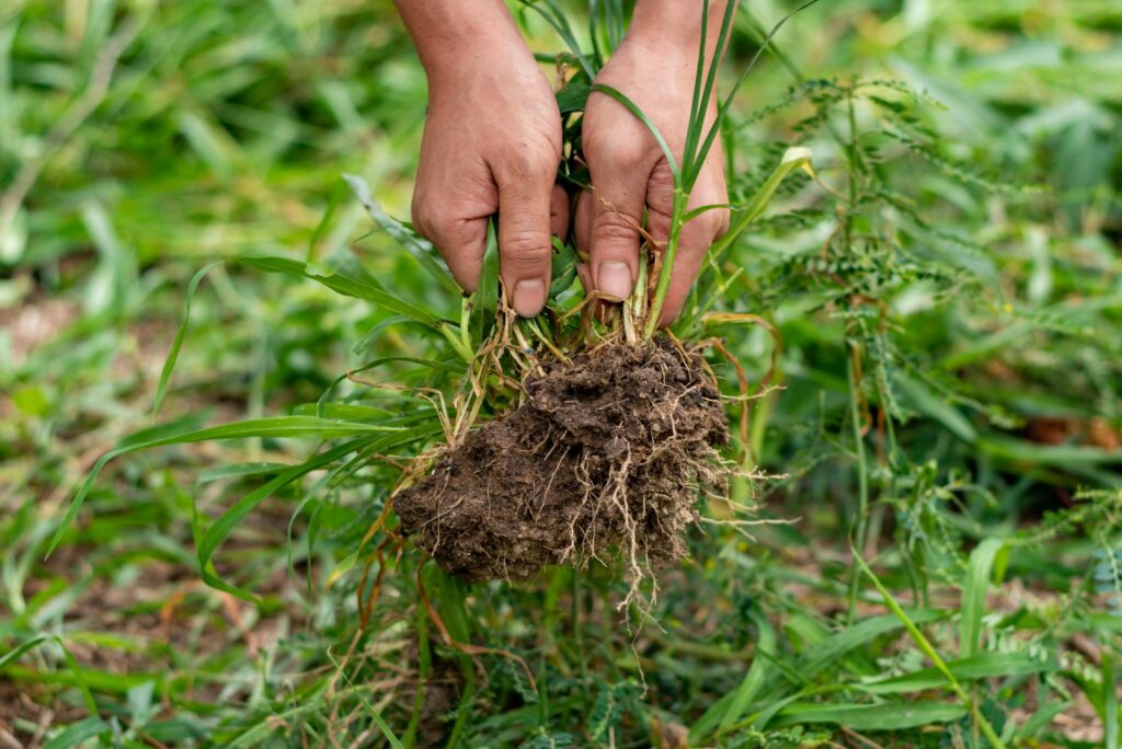 A woman pulls weeds