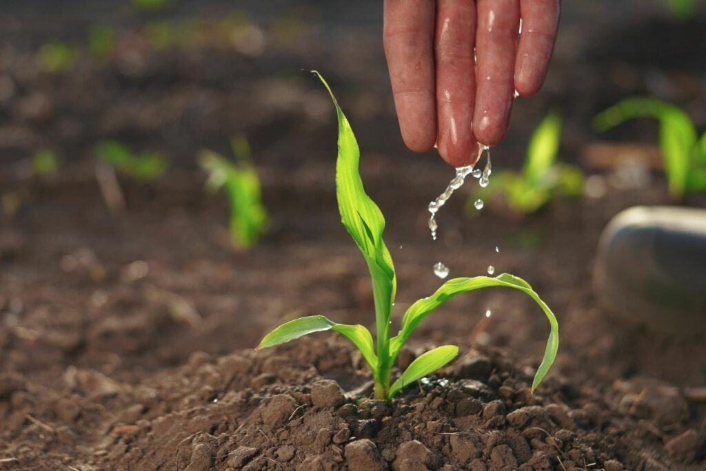 A woman waters a corn plant