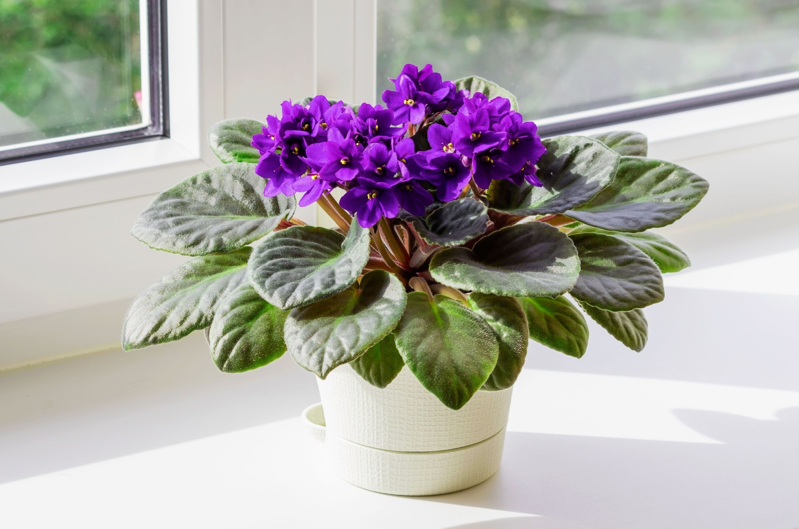 African Violet in a pot