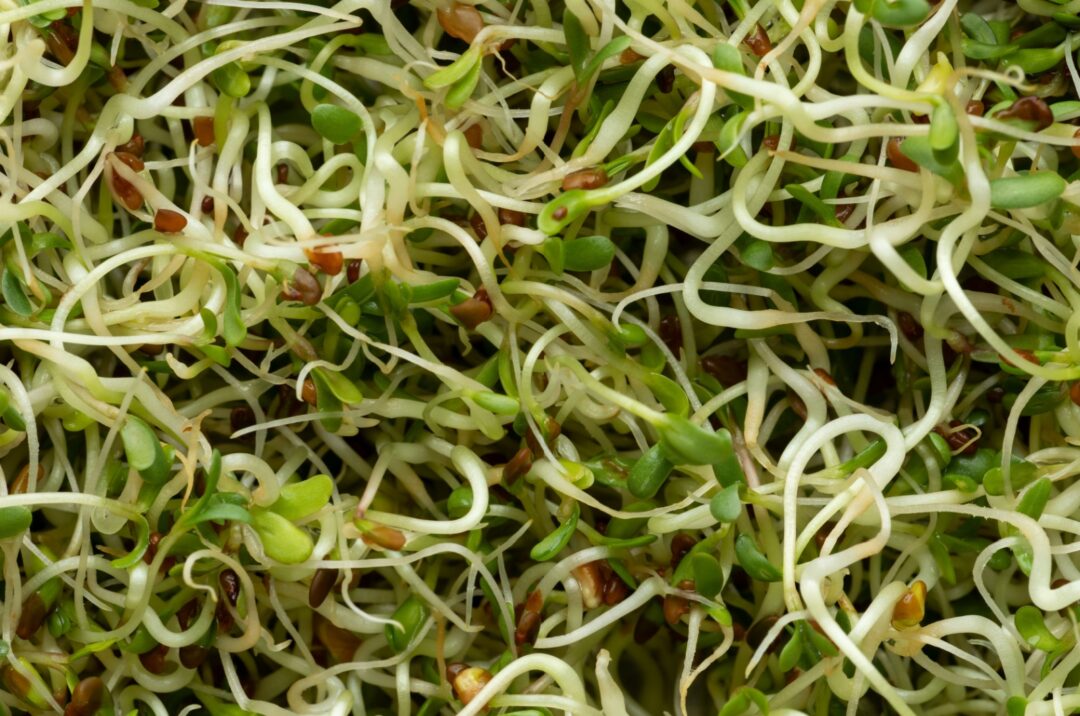 18 Clever Plants That Boost Nitrogen In The Soil And Help Your Veggie ...