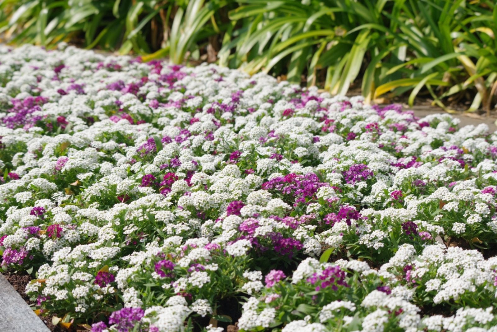 Alyssum flowers