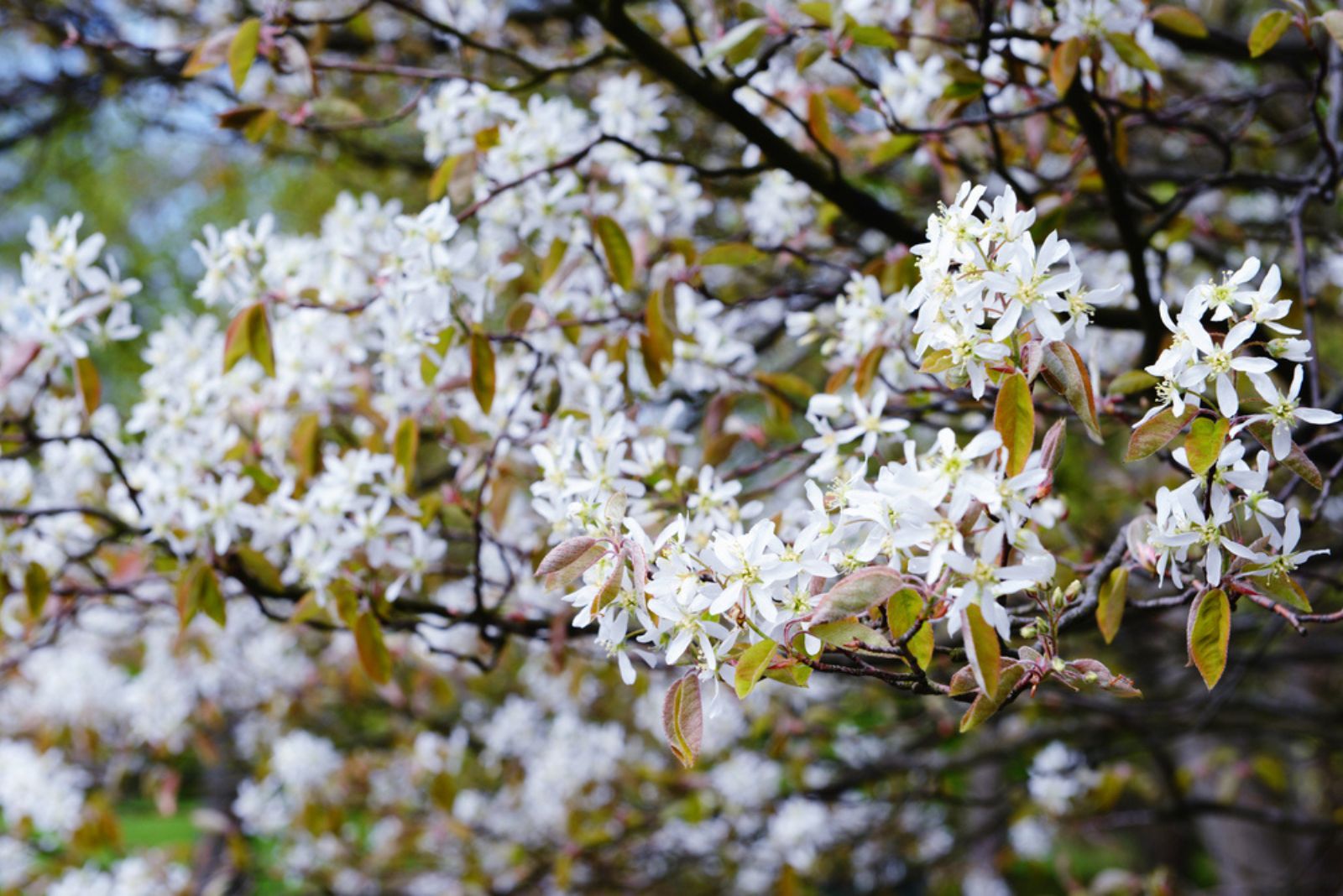 Amelanchier Bush in bloom