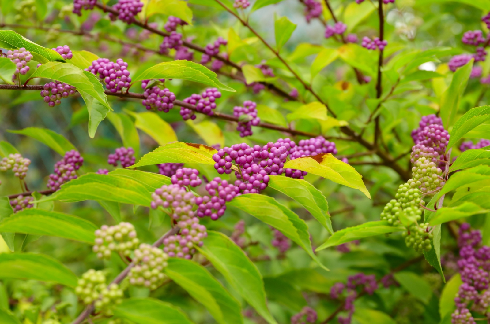 American Beautyberry