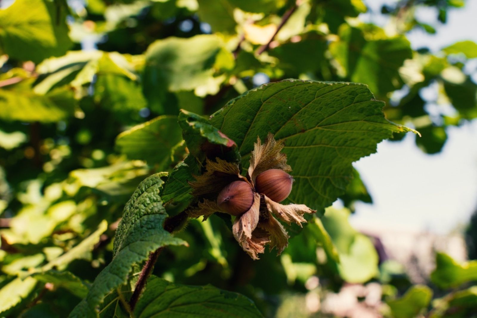 American Hazelnut