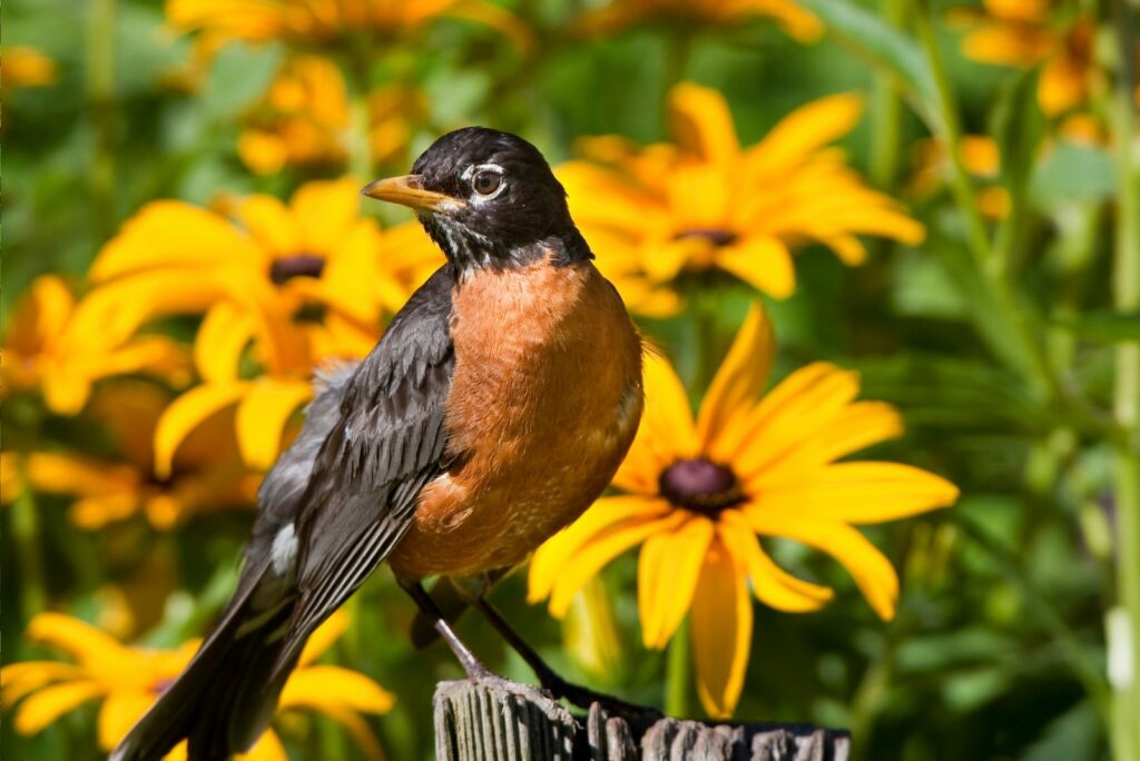 American Robin on fence post in flower garden with Black-Eyed Susans 