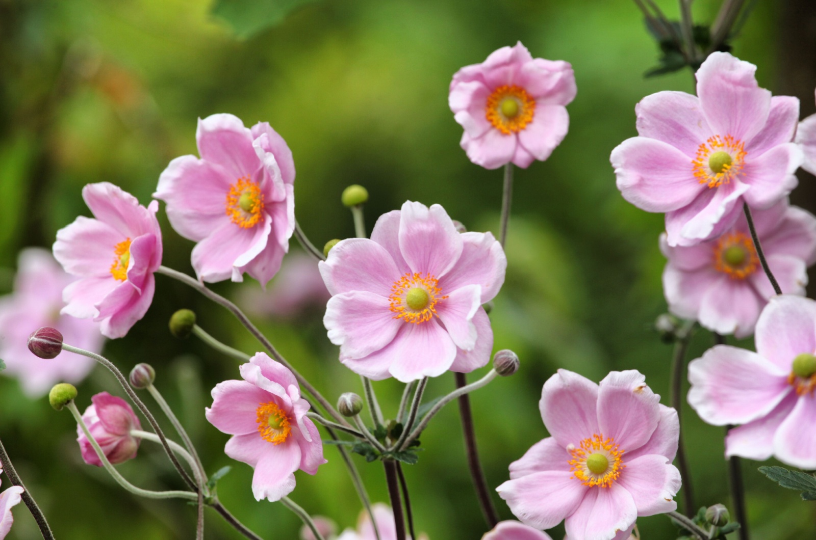 Anemones