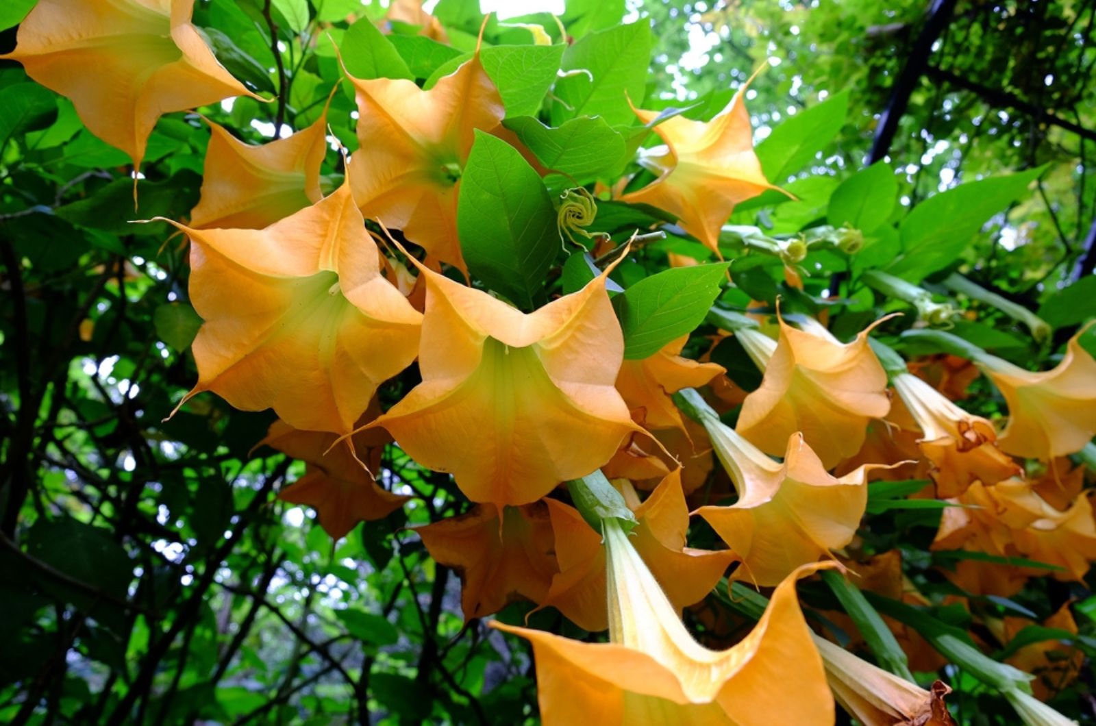 Angel’s Trumpet