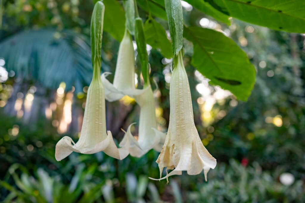 Angel’s Trumpet