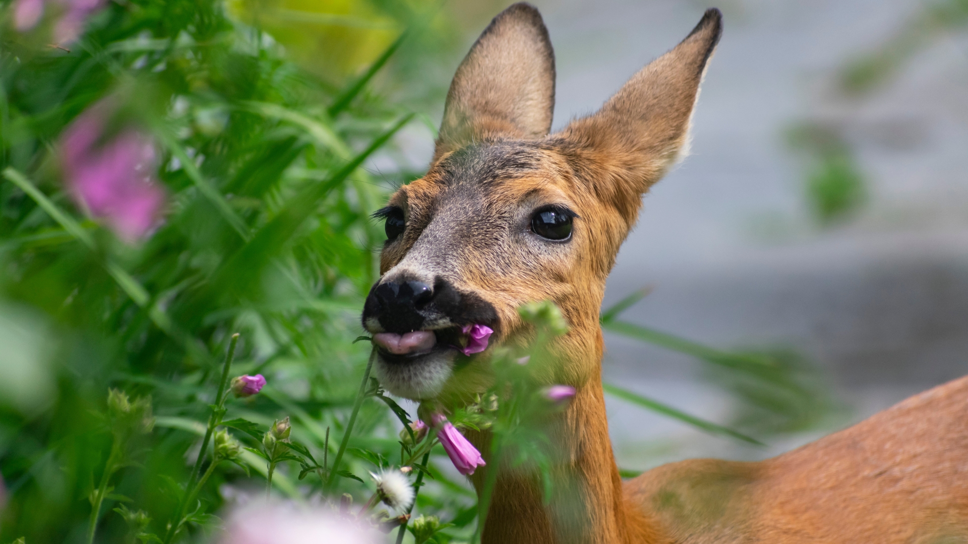 are hydrangeas deer resistant