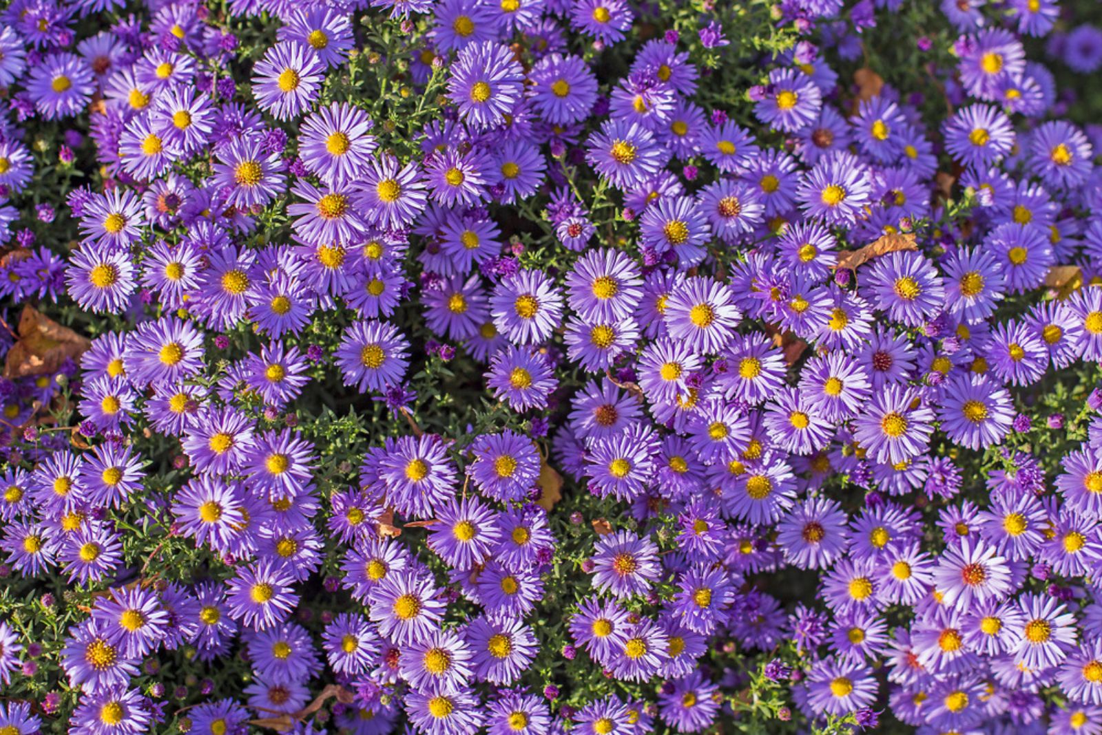 aster flowers