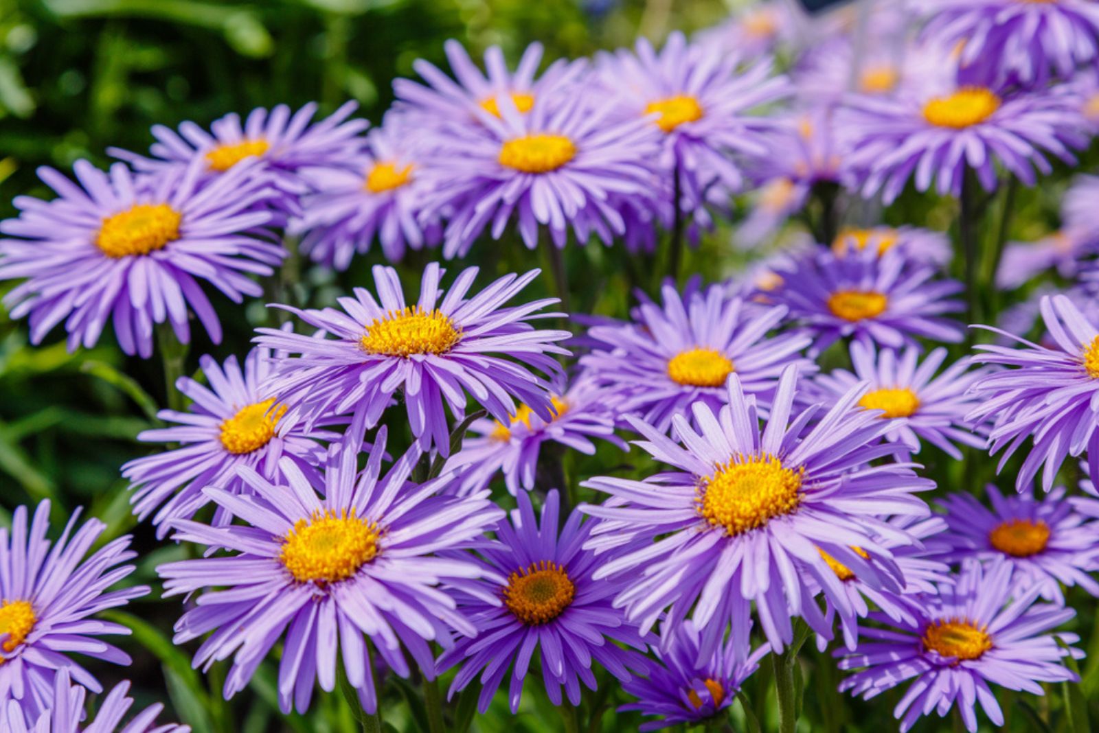 asters