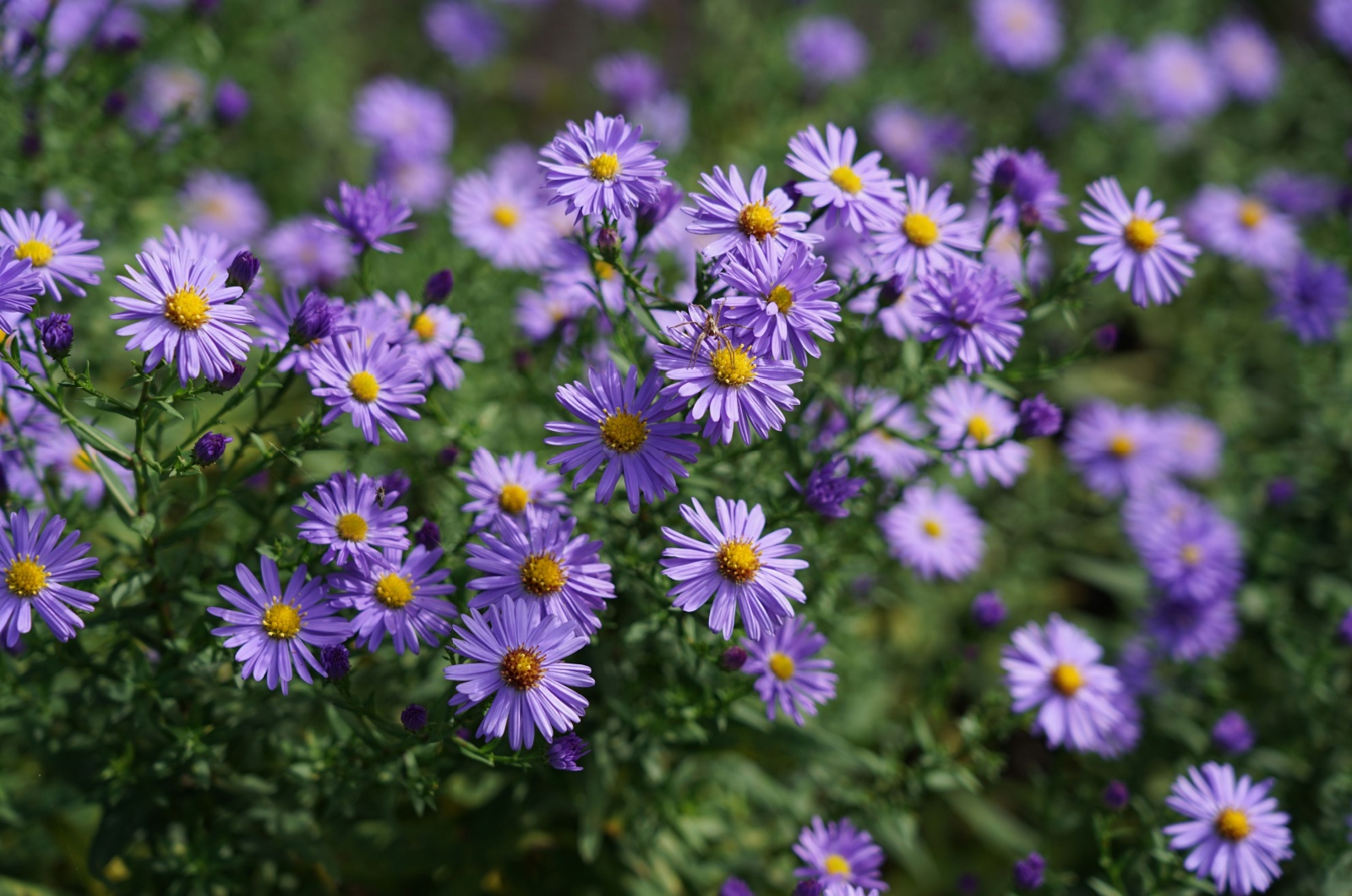 Asters