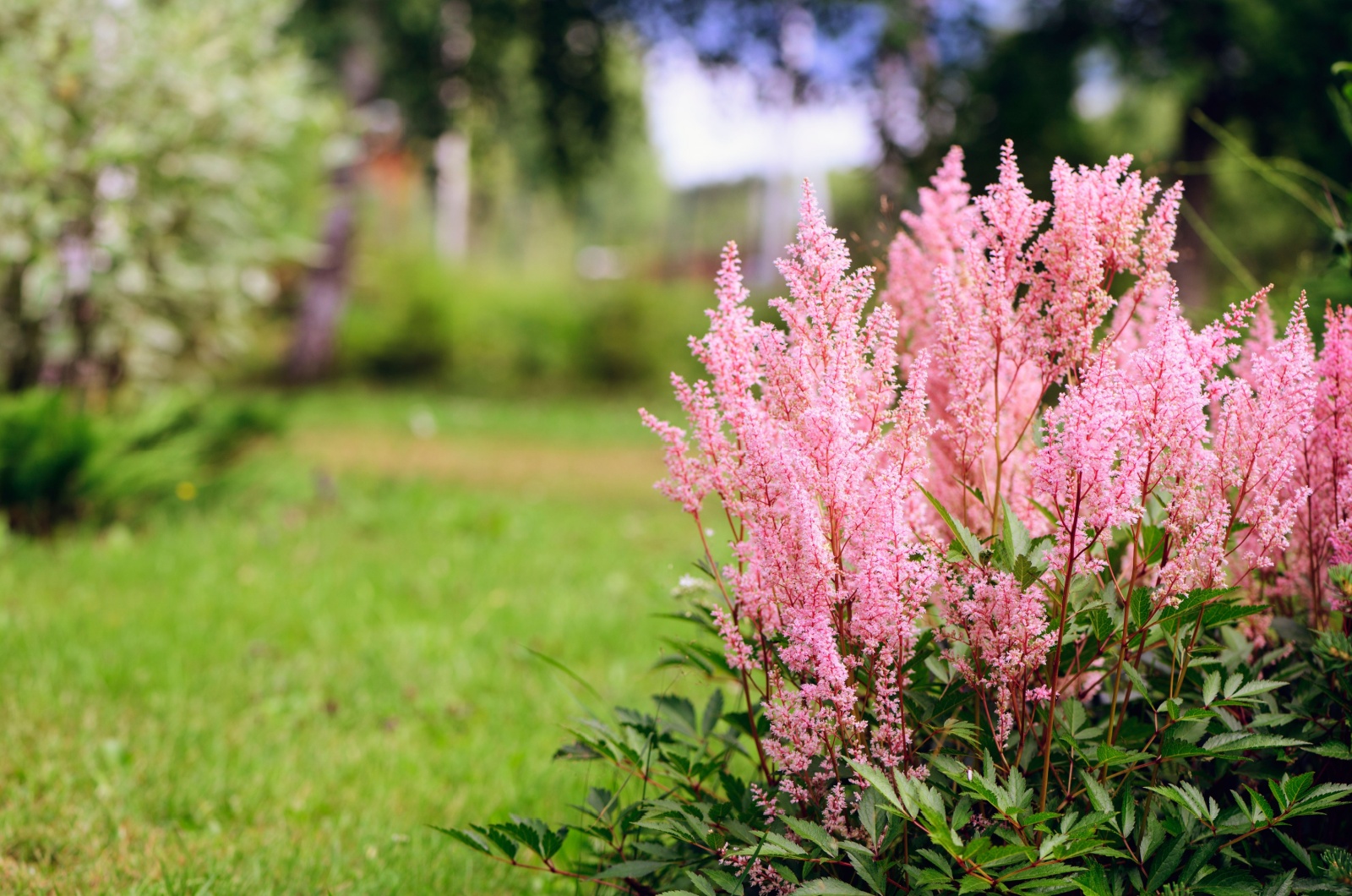 Astilbe