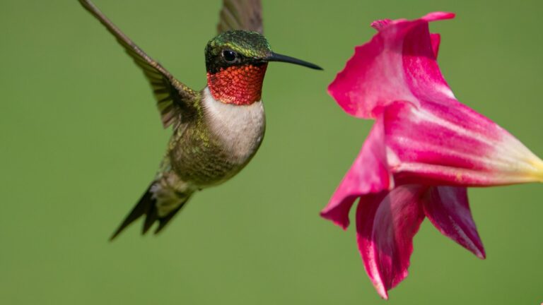 hummingbird and flower