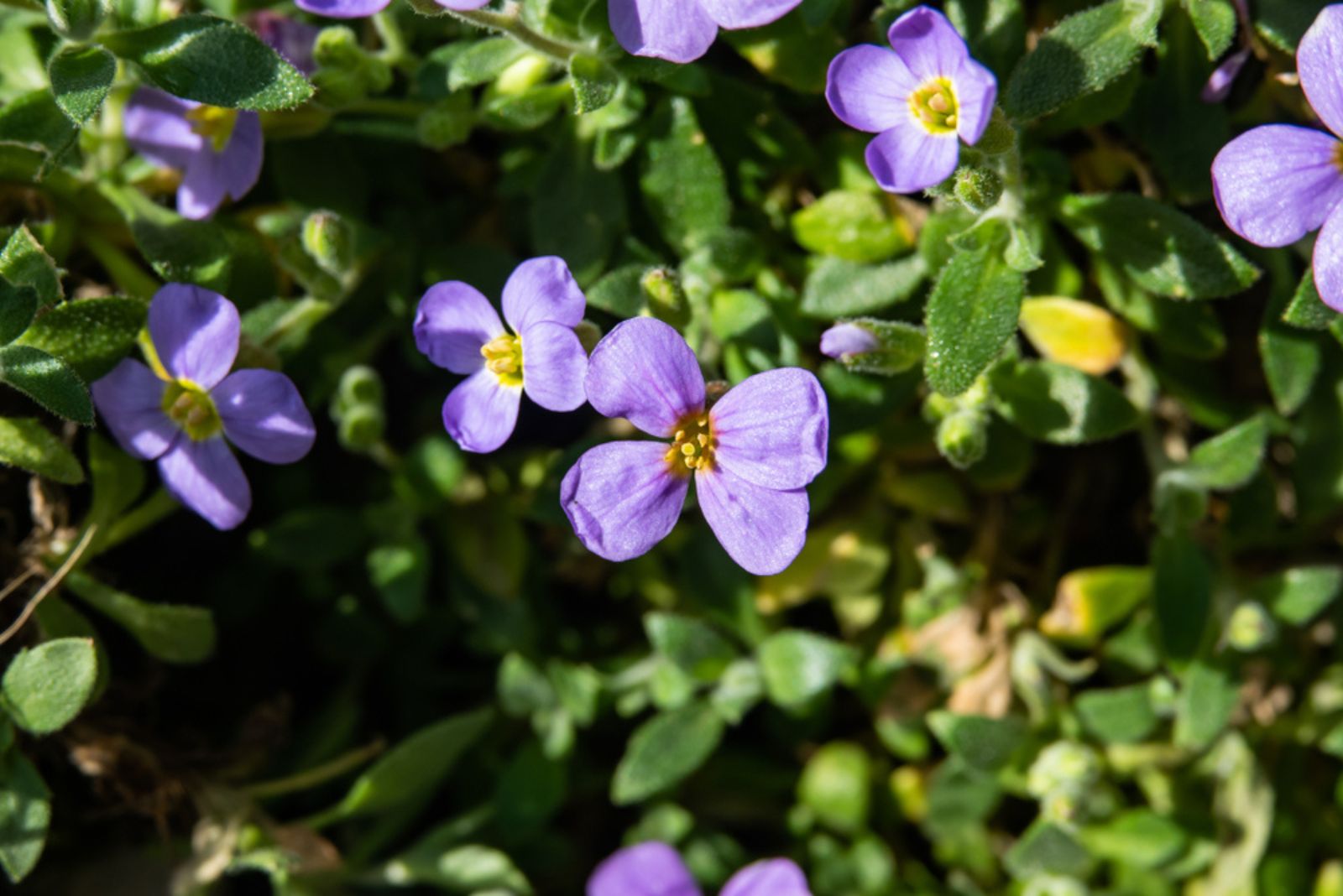 Aubrieta