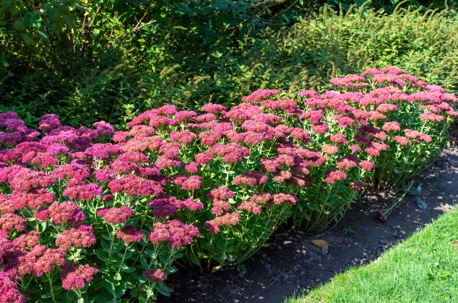 Autumn Joy Sedum