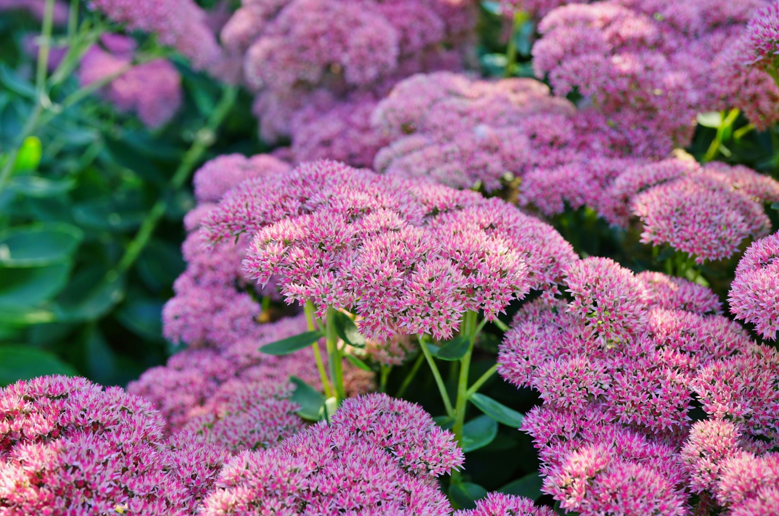 Autumn Joy Sedum