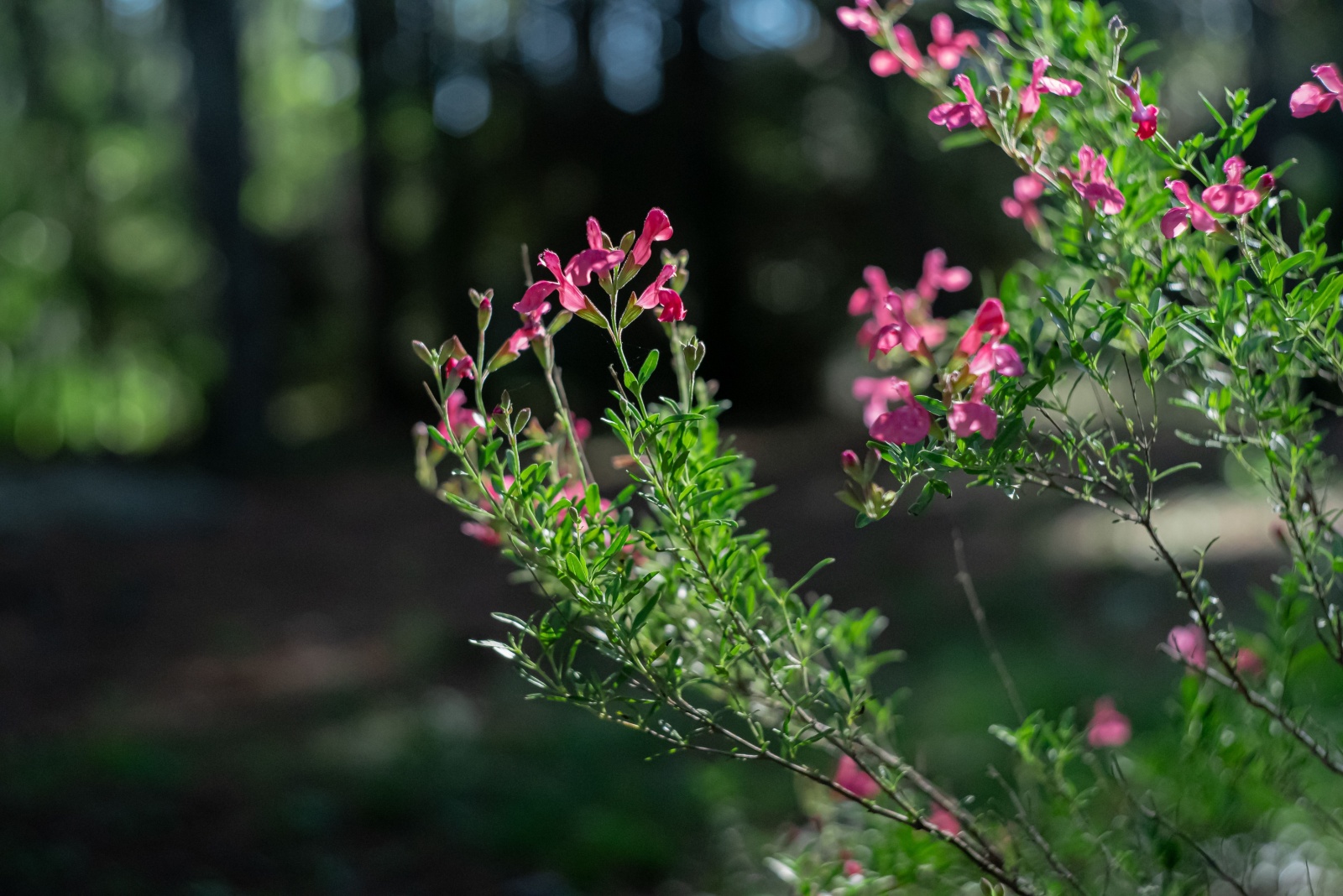 Autumn Sage