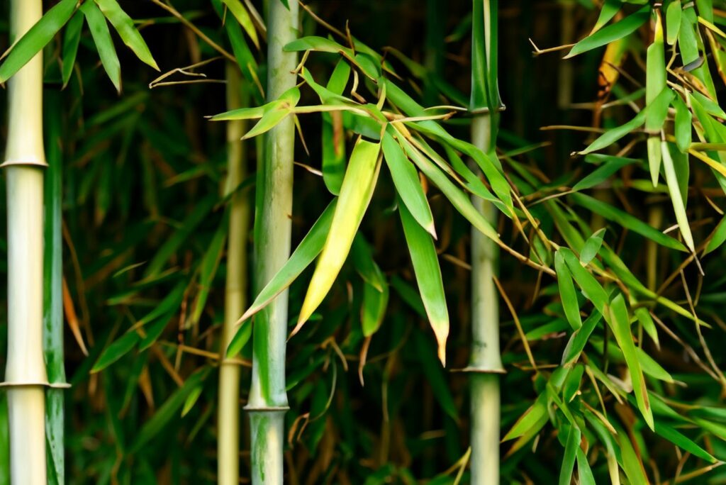 Bamboo