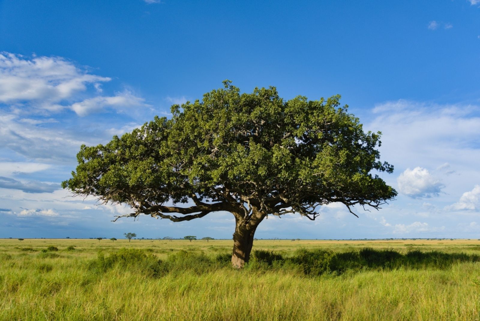 Baobab tree