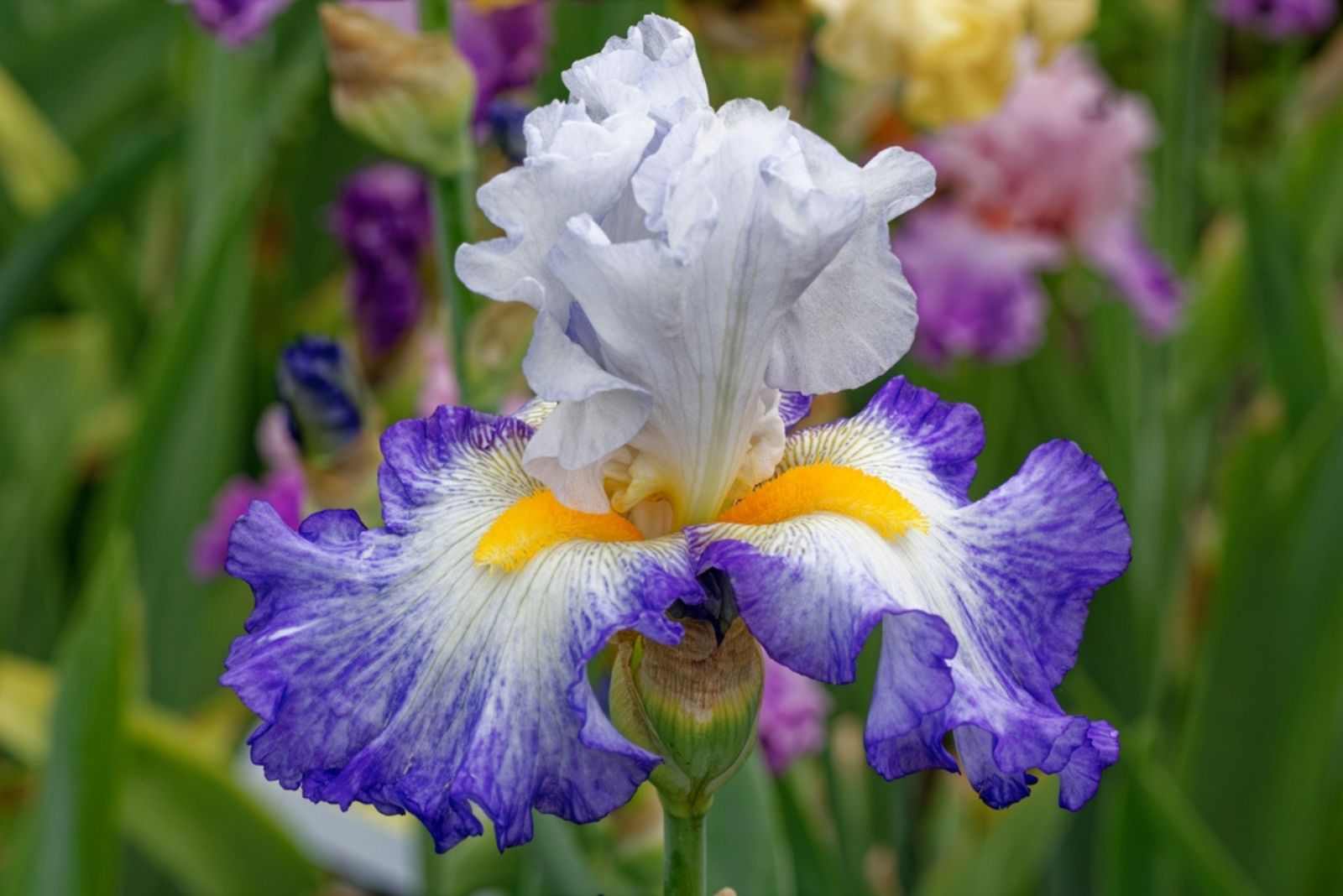 Bearded Iris